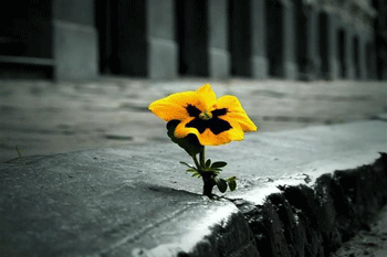 عکس محصولات امید