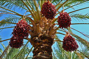 عکس خرما